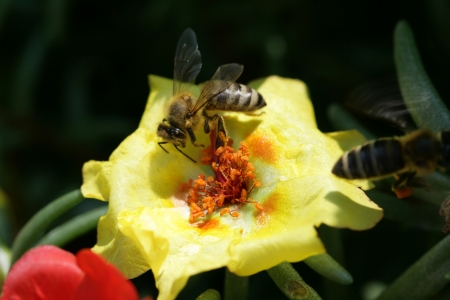 bee at workの写真素材