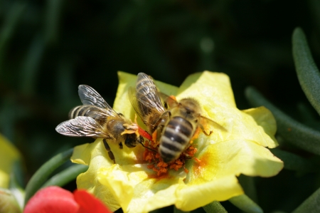 bees on flowerの写真素材