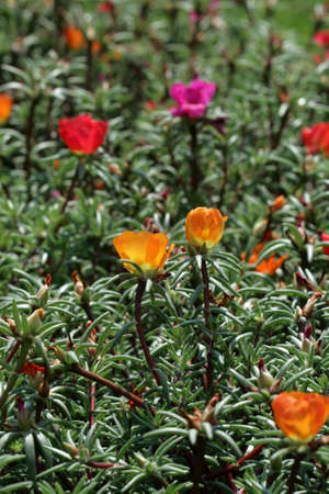 flower backgroundの写真素材