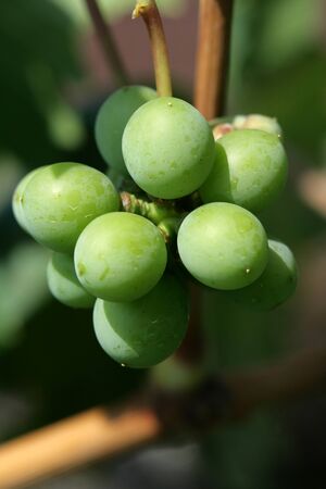 Grapes on the Vineの写真素材