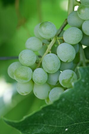 Grapes on the Vineの写真素材