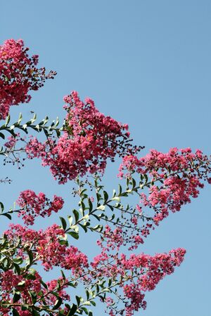 pink flowers against skyの写真素材