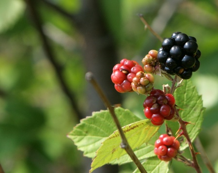 blackberriesの写真素材