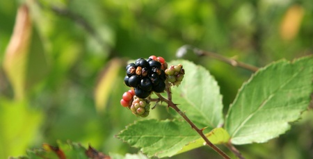 blackberriesの写真素材