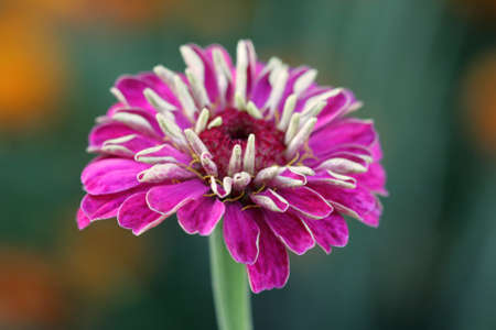 flower,macro shot,Genus Zinnia, family Compositaeの写真素材