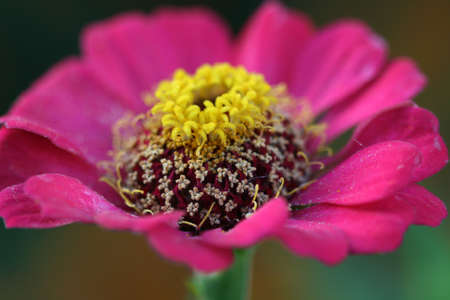 flower,macro shot,Genus Zinnia, family Compositaeの写真素材