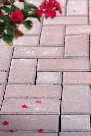 flowers over pavementの写真素材