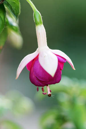 flower,macro shotの写真素材