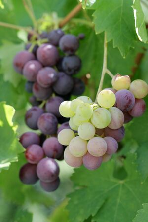 Grapes on the vine in summerの写真素材