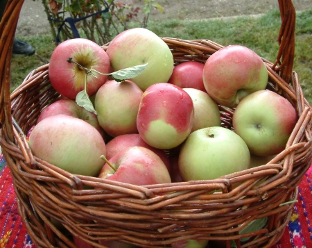 apple basket with ida red の写真素材