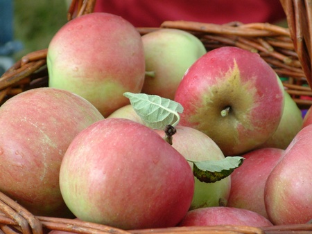 apple basket with ida red の写真素材