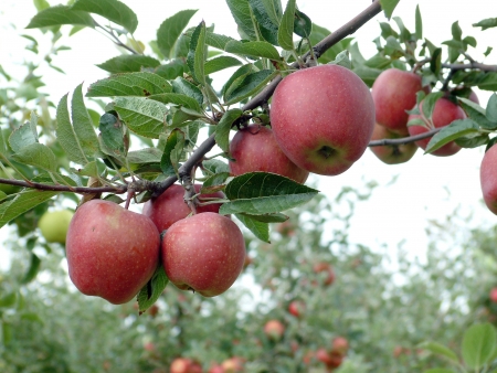 red delicious apple on an branchの写真素材