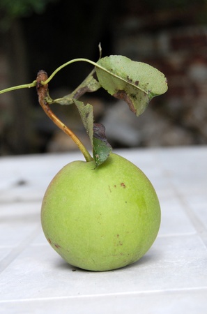 Rare sort of pear, in macedonia so called tirankaの写真素材