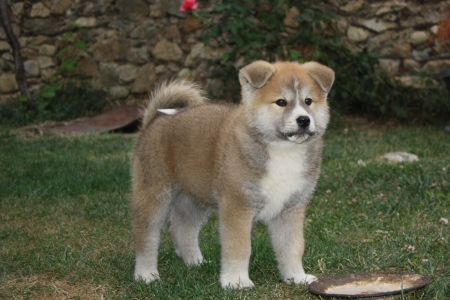 akita petの写真素材