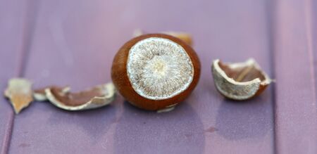 hazelnut の写真素材