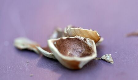 hazelnut shell