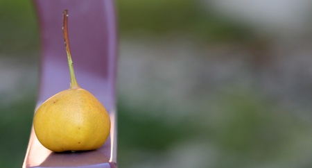 yellow pearの写真素材