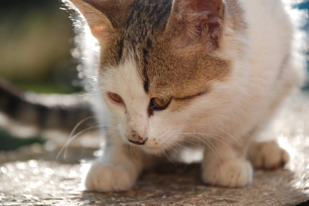 Catの写真素材