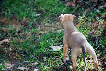 Cute Stafford terrier puppyの写真素材