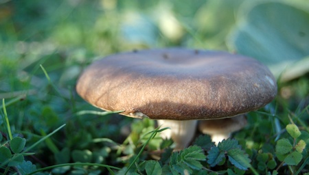 wild mushroomの写真素材
