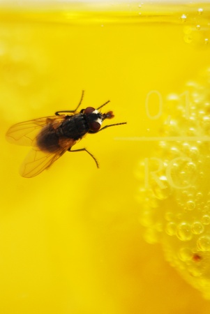 fly on yellow backの写真素材