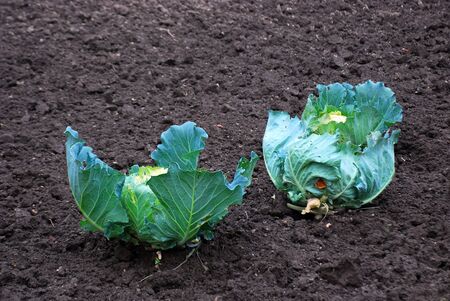 organic cabbages in soilの写真素材