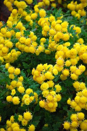 yellow flowers backgroundの写真素材