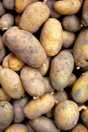 potatoesの写真素材