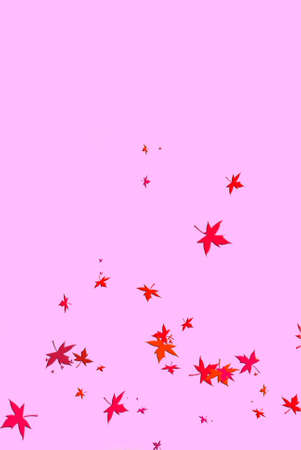 auton leaves on pink backの写真素材