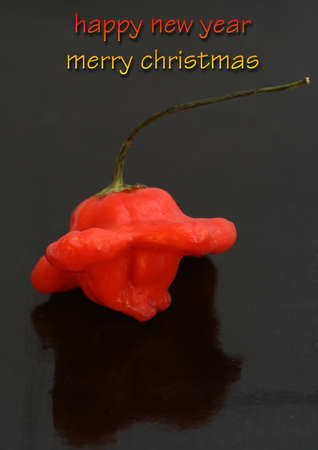 xmas greeting cardの写真素材
