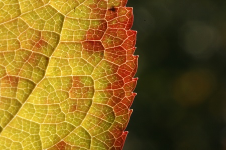 macro shot of automn leaf の写真素材