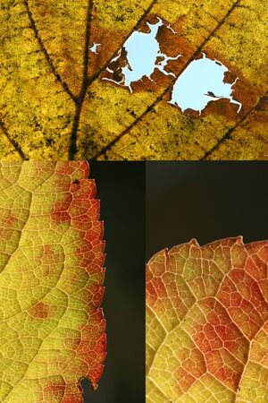 automn leaves collageの写真素材