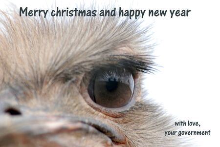 xmas card from governmentの写真素材
