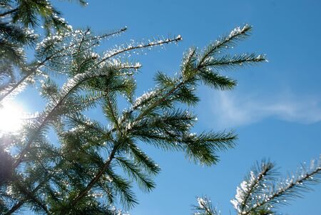 Snow on branchesの写真素材