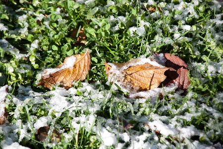 autumn leaves with snowの写真素材