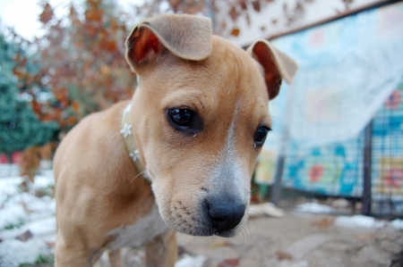 Staffordshire terrier,myの写真素材