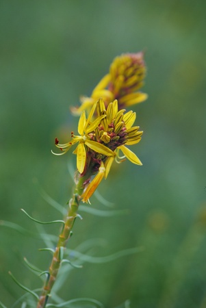 yellow plant flowerの写真素材