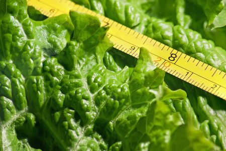 salad leavesの写真素材