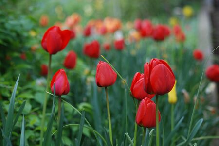 tulip gardenの写真素材