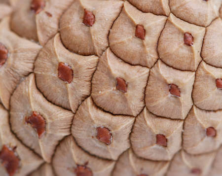 autumn pine cone texture, macro shot