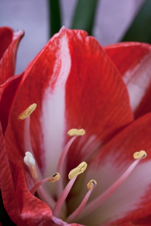 flowers, macro, の写真素材