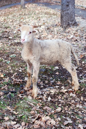 cute lambの写真素材