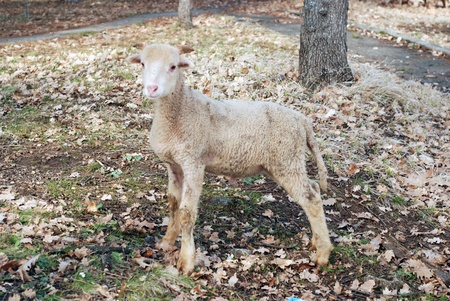cute lambの写真素材
