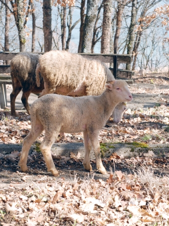 cute lambの写真素材