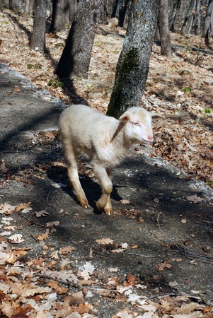 cute lambの写真素材