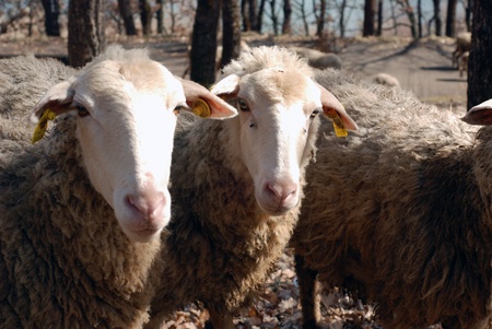 sheepの写真素材