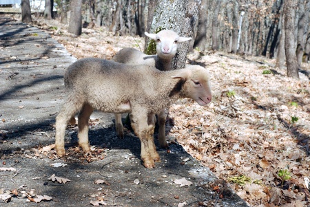 lamb on the roadの写真素材