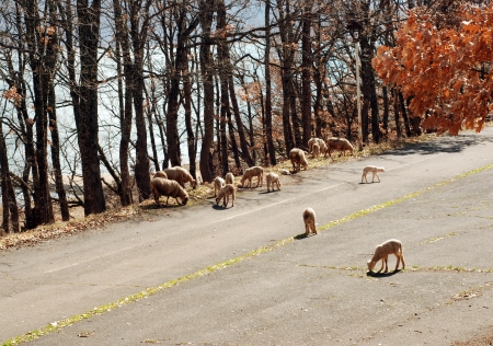 lamb on the roadの写真素材