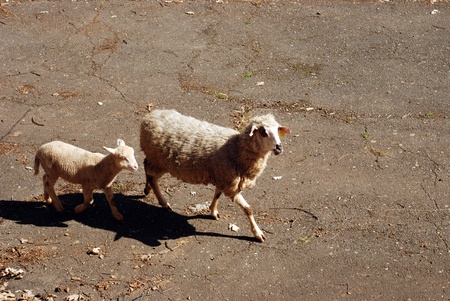 lamb on the roadの写真素材