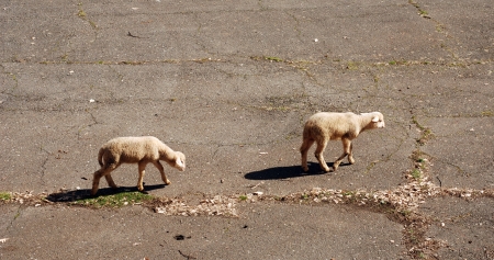 lambs on the roadの写真素材
